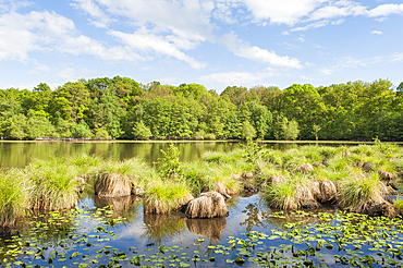 Greater tussok-sedge (Carex paniculata) in the pond of Guiperreux, Forest of Rambouillet, Haute Vallee de Chevreuse Regional Natural Park, Department of Yvelines, Ile-de-France region, France, Europe