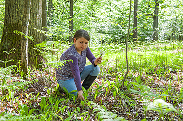 Young girl picking lily of the valley in the Forest of Rambouillet,Yvelines department,Ile-de-France region,France, Europe