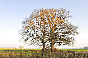 Isolated oak trees on the edge of the Forest of Rambouillet, Haute Vallee de Chevreuse Regional Natural Park, Department of Yvelines, Ile de France Region, France,Europe