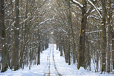 ''Champ des Epines'' forest road in the snow, Forest of Rambouillet, Haute Vallee de Chevreuse Regional Natural Park, Yvelines department , Ile de France region, France, Europe