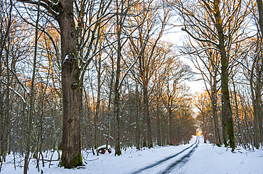 ''Champ des Epines'' forest road in the snow at sunset, Forest of Rambouillet, Haute Vallee de Chevreuse Regional Natural Park, Yvelines department , Ile de France region, France, Europe