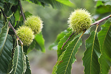 Chestnut burr, Forest of Rambouillet, Haute Vallee de Chevreuse Regional Natural Park, Department of Yvelines, Ile de France Region, France,Europe