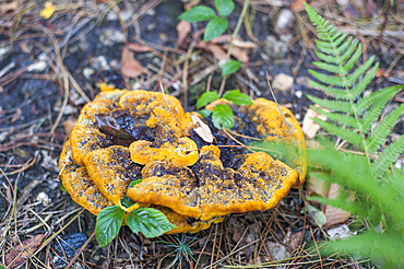 Fungus, Forest of Rambouillet, Haute Vallee de Chevreuse Regional Natural Park, Department of Yvelines, Ile de France Region, France,Europe