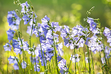 Scottish bluebells bloom in a grassy area in spring, highlighting their delicate structure and color in natural light