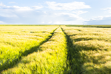Field of barley under a cloudy sky, Eure-et-Loir department, Centre-Val-de-Loire region, France, Europe