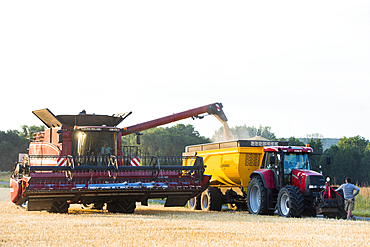 Combine harvester transfers grain into a trailer during harvest season in Eure-et-Loir department, Centre-Val-de-Loire region, France