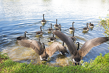 Canada geese swim and gather at the Pond of Chandelles near the Eure River in France during a sunny day