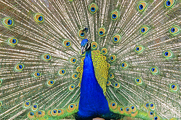 Indian peafowl (peacock), Pavo cristatus in a nature park, France, Europe