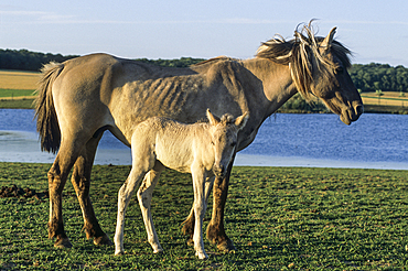 Tarpan horse in the Wildlife Park of Sainte-Croix, Moselle department, Lorraine region, East of France, Europe