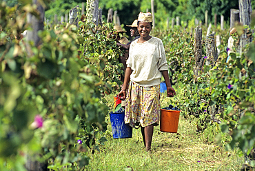 Woman participating in the grape harvest in Fianarantsoa area, Central Highlands, Republic of Madagascar, Indian Ocean