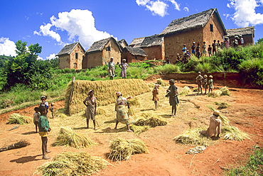 Rice harvest in a village of Central Highlands,Republic of Madagascar,Indian Ocean