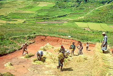Rice harvest in a village of Central Highlands, Republic of Madagascar, Indian Ocean
