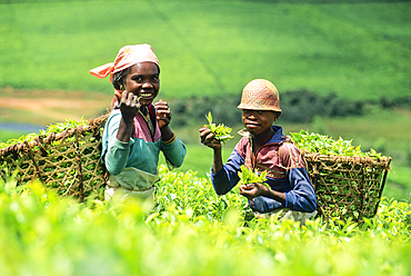 Harvesting in tea plantation (camellia sinensis) of Sahambavy, Fianarantsoa province, Republic of Madagascar, Indian Ocean