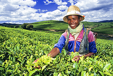 Harvesting in tea plantation (camellia sinensis) of Sahambavy, Fianarantsoa province, Republic of Madagascar, Indian Ocean