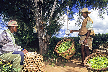 Harvest weighing in tea plantation (camellia sinensis) of Sahambavy, Province of Fianarantsoa, Republic of Madagascar, Indian Ocean