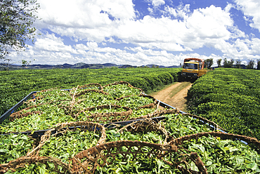 Harvesting in tea plantation (camellia sinensis) of Sahambavy, Fianarantsoa province, Republic of Madagascar, Indian Ocean