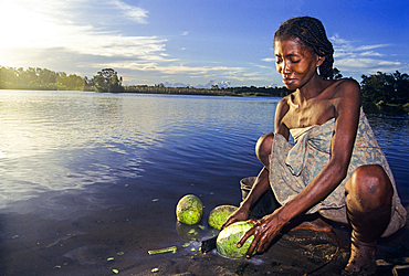 Woman preparing Breadfruit (Artocarpus altilis) by the Pangalanes Canal, Southeast of Madagascar, Indian Ocean, Southeast Africa