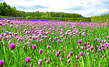 Vibrant violet-pink chives flowers at Farm Tomita, Furano, Hokkaido, Japan.