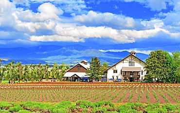 Farm Tomita with Mt. Furano in the background, Furano, Hokkaido, Japan.