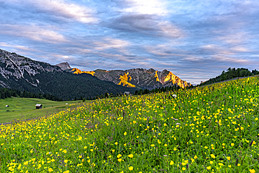 Bright yellow wildflowers cover green meadows during late afternoon in the Dolomites of South Tyrol