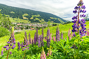 Lupine wildflowers in bloom above Dobbiaco, Dolomites, Puster Valley, South Tyrol, Italy