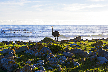 Common ostrich walks along the rocky shore at sunset near ocean waves in South Africa