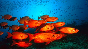 Crescent-tail bigeye fish in the Great Barrier Reef, Australia<br />1402-26 Crescent-tail bigeye fish in the Great Barrier Reef, Australia