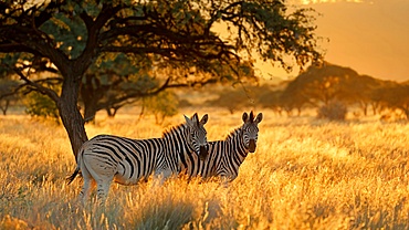 Plains zebras graze in golden grass as the sun rises over Mokala National Park in South Africa