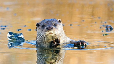 European river otter swims in water with a small object in its mouth near Lelystad in the Netherlands