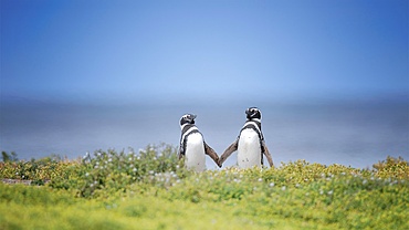 Magallanes penguins interact on the shoreline while holding flippers near their nesting area in the Falkland Islands