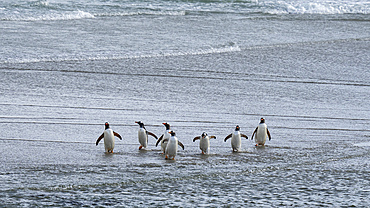 Gentoo penguins (Pygoscelis papua) walking on beach returning from sea, Grave Cove, Falkland Islands.