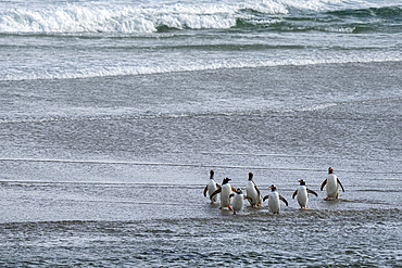 Gentoo penguins (Pygoscelis papua) walking on beach returning from sea, Grave Cove, Falkland Islands.