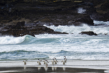 Gentoo penguins (Pygoscelis papua) walking on beach returning from sea, Grave Cove, Falkland Islands.