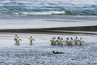 Gentoo penguins (Pygoscelis papua) walking on beach returning from sea, Grave Cove, Falkland Islands.
