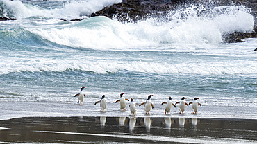 Gentoo penguins (Pygoscelis papua) walking on beach returning from sea, Grave Cove, Falkland Islands.