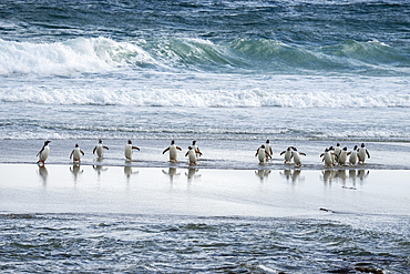 Gentoo penguins (Pygoscelis papua) walking on beach returning from sea, Grave Cove, Falkland Islands.