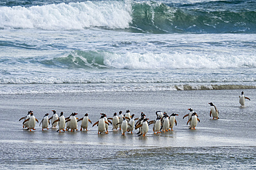 Gentoo penguins (Pygoscelis papua) walking on beach returning from sea, Grave Cove, Falkland Islands.