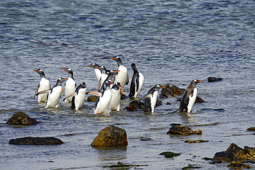 Gentoo penguins (Pygoscelis papua), Beaver Island, Falkland Islands.