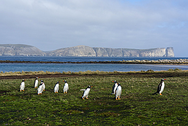 Gentoo penguins (Pygoscelis papua), Beaver Island, Falkland Islands.