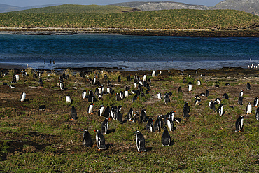 Gentoo penguins (Pygoscelis papua), Beaver Island, Falkland Islands.