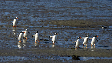 Gentoo penguins (Pygoscelis papua), Beaver Island, Falkland Islands.