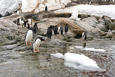 Gentoo penguins (Pygoscelis papua), Paradise Harbour, Antarctica.