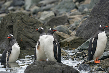Gentoo penguins (Pygoscelis papua), Paradise Harbour, Antarctica.