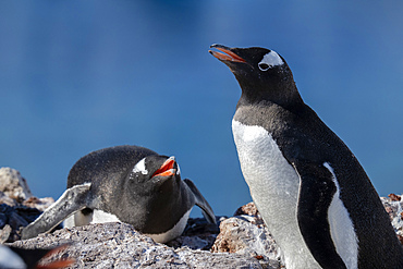 Gentoo penguins (Pygoscelis papua), Neko Harbour, Antarctica.