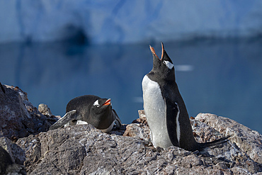 Gentoo penguins (Pygoscelis papua), Neko Harbour, Antarctica.