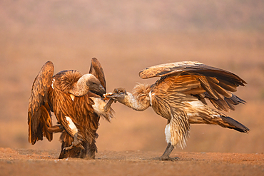 White-backed vultures (Gyps africanus) squabbling, Zimanga private game reserve, KwaZulu-Natal, South Africa