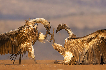White-backed vultures (Gyps africanus) fighting, Zimanga private game reserve, KwaZulu-Natal, South Africa