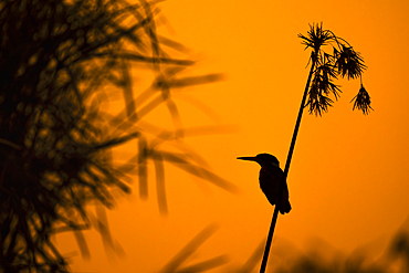 Malachite kingfisher perched on a plant stem during sunset at Zimanga game reserve in KwaZulu-Natal