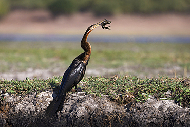 African darter catches fish while hunting in Chobe national park during sunlight in Botswana