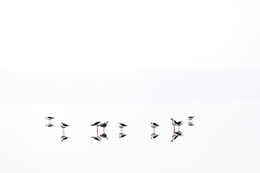 Black-winged stilts feed and wade in shallow water at a lake in Kenya during early morning hours